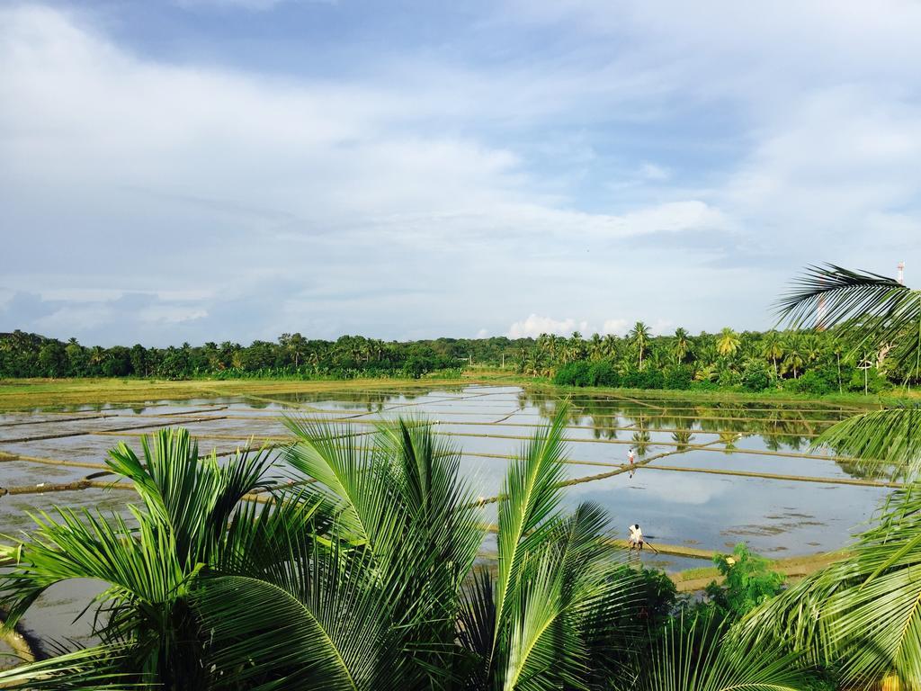 Rice Field View Home Stay Tangalle Rum bild