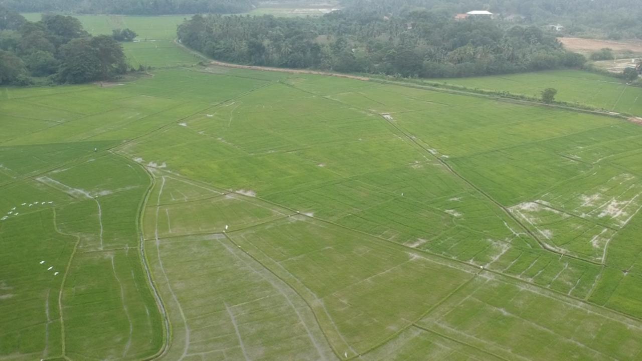 Rice Field View Home Stay Tangalle Exteriör bild